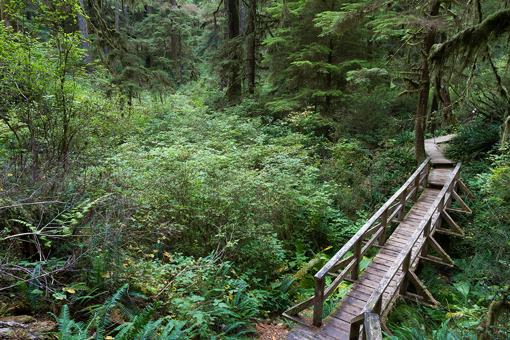 09-19 - 10.jpg - Pacific Rim National Park, Vancouver Island, BC